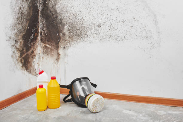 Best Mold Remediation for Specific Building Types in New London, TX