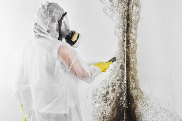 Best Crawl Space Mold Remediation in New London, TX
