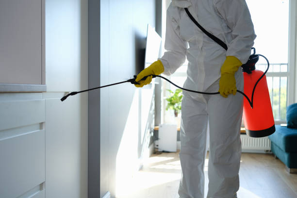Best Basement Mold Remediation in New London, TX