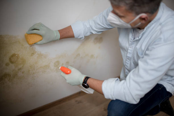 Best Localized Mold Remediation (e.g., coastal areas, humid climates) in New London, TX
