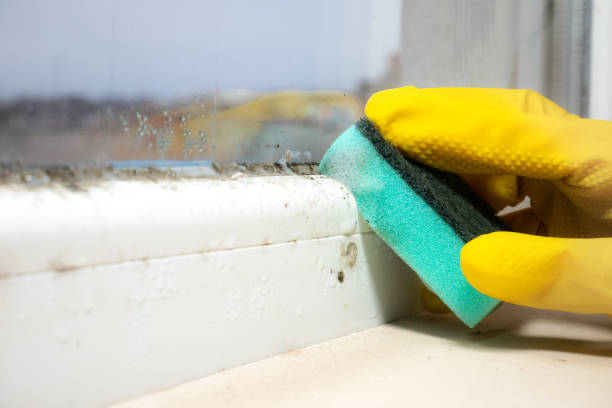 Best Kitchen Mold Remediation in New London, TX