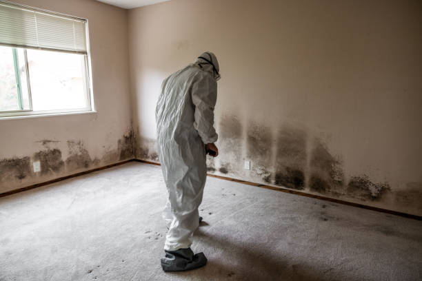 Trusted New London, TX Mold Remediation Experts