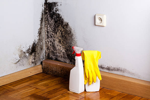Best HVAC Mold Remediation in New London, TX