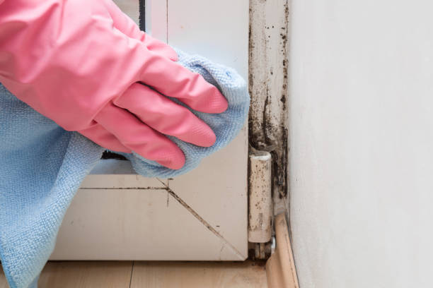 Best Mold Testing and Inspection Services in New London, TX