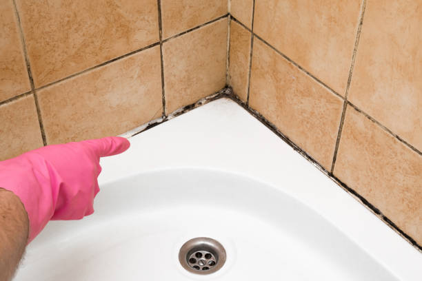 Best Localized Mold Remediation (e.g., coastal areas, humid climates) in New London, TX