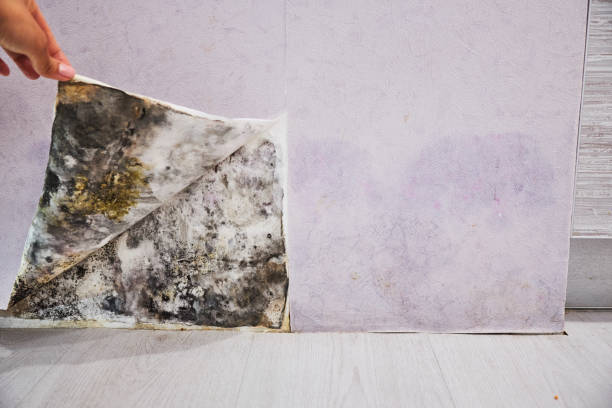 Best Post-Flood Mold Remediation in New London, TX